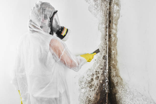 Best Mold Testing  in Gray, GA