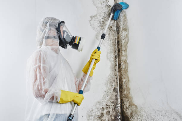 Best Commercial Mold Removal  in Gray, GA